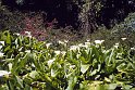 reu96_015 arums pres gite belouve